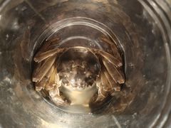 -聚盛源蒸汽海鲜火锅烤肉自助(巨川金海岸购物广场店)