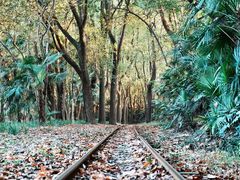 -上海共青森林公园