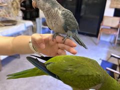 -吉丁鸟咖·异宠·寄养