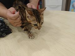 -瑞鹏宠物医院·骨科·猫科·内科(第一中心)