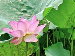 -荔湾湖公园