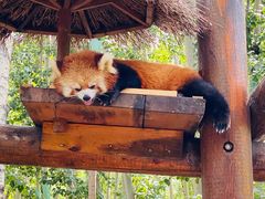 -北京野生动物园