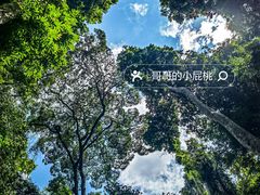 -西双版纳原始森林公园