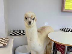 -怪兽屋·羊驼·猫咖·狗咖(俊华广场店)