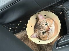 -伟伟宠物医院·CT影像中心·瑞派犬猫综合性门诊(汉口总院)