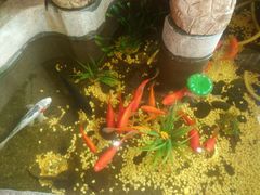 -富侨养生(康乾店)