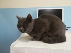 -瑞派福兴宠物医院犬猫全科·骨科·中西医结合(河东店)