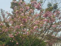 -桃花岛景观公园