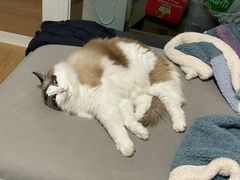 -猫十亿·布偶金渐层·曼基康矮脚猫舍(青年路店)