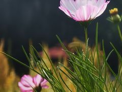 -紫海香堤香草艺术庄园