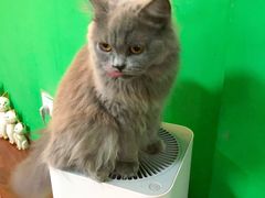 -李小姐の猫咖啡馆(五角场店)