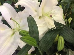 -ChaKo Flora ·茶子花艺 (市北店)