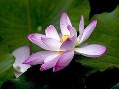 -四川大学(华西校区)