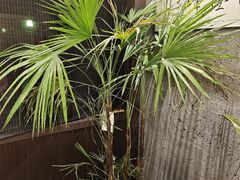 -沼津港精致料理·寿喜烧·烧鸟(龙湖南桥天街日料榜单店)