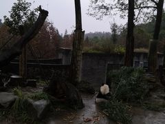 -都江堰中华大熊猫苑