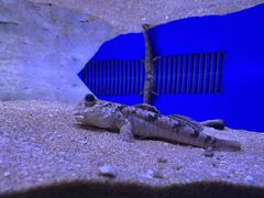 -上海海洋水族馆