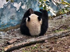 -中国大熊猫保护研究中心雅安碧峰峡基地