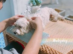-BABYDOG宝贝狗宠物乐园(欧洲城店)