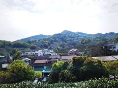 -龙井村