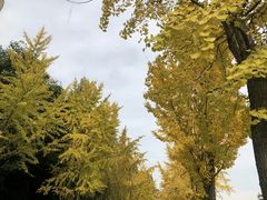 -四川大学(望江校区)
