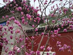 -红螺寺