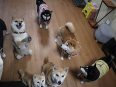 -柴犬高等学院·狗咖·柴犬售卖·宠物训练