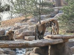 -北京野生动物园