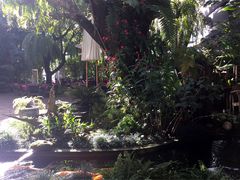 -Fern Forest Cafe