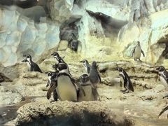 -帝企鹅自助餐厅•儿童岛•真企鹅(长隆企鹅酒店)