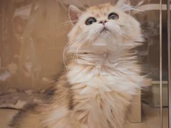 -袖虎·猫馆(体育西路店)