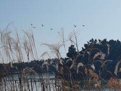 -日照海滨国家森林公园