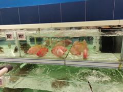 -盒马X会员店(上海森兰商都店)