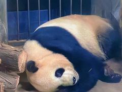 -云南野生动物园