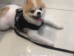 -瑞鹏·疫苗·绝育·宠物医院(金沙洲店)