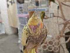 -吉丁鸟咖·异宠·寄养