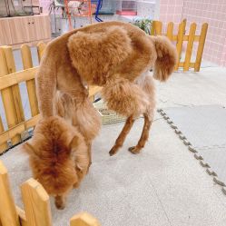 -Moni星球萌宠·小马宝莉·灵蛇·高端高阶全萌宠互动体验俱乐部(红豆国际广场店)