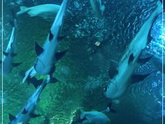 -成都浩海立方海洋公园