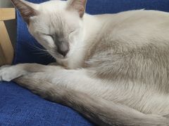 -伟伟宠物医院·瑞派猫友好医院·猫科(光谷店)