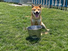 -趣玩宠物乐园寄养训犬训狗游泳池