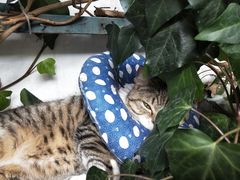 -喵屿·大理花园猫咖