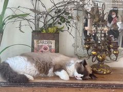 -共舞时光猫咖·狗咖(新街口店)