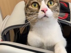 -瑞派·关忠动物医院·猫专科·犬专科(三环新城店)