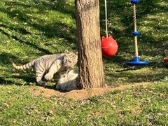 -北京野生动物园