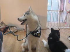-Husky Go! 哈士奇体验馆·宠物咖啡厅狗咖