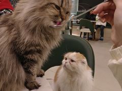 -安格丽娜·狗咖·猫咖羊驼咖(春熙路百盛商场店)