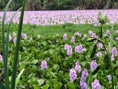 -白鹭湾湿地公园