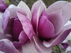 -大鸭梨烤鸭(房山店)