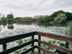 -新江湾城公园