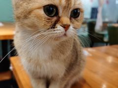 -猫小院猫主题餐厅(三里屯店)