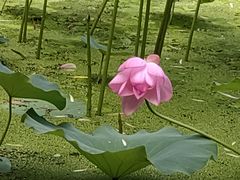 -莲湖公园